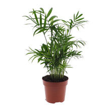 Kamerplant - Chamaedorea Elegans - Mexicaanse Bergpalm - Pot Ø 12cm Hoogte ↕ 40cm