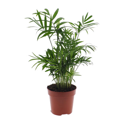 Kamerplant - Chamaedorea Elegans - Mexicaanse Bergpalm - Pot Ø 12cm Hoogte ↕ 40cm
