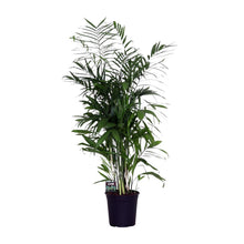 Kamerplant - Chamaedorea Seifrizii - Luchtzuiverend - Pot Ø 24cm Hoogte ↕ 140cm