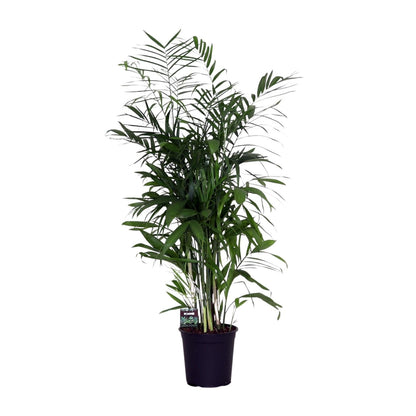 Kamerplant - Chamaedorea Seifrizii - Luchtzuiverend - Pot Ø 24cm Hoogte ↕ 140cm