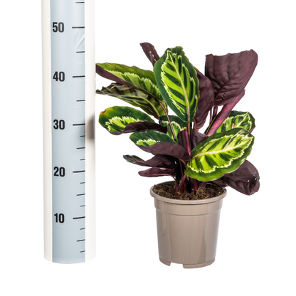 Kamerplant - Calathea Roseopicta - Pot Ø 17cm Hoogte ↕ 40-50cm