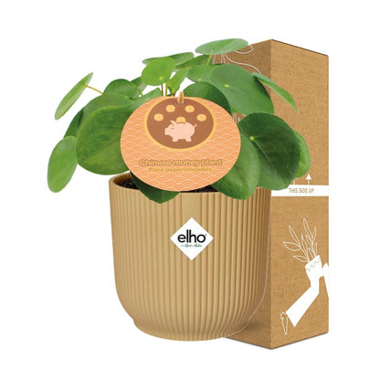 Kamerplant - Pilea Peperomioides - Pot Ø 14cm
