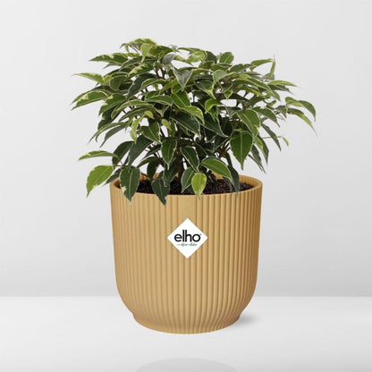 Kamerplant - Ficus Benjamina Kinky - Pot Ø 14cm