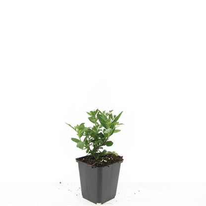 Buitenplant 24x Aster ageratoides 'Stardust' - Bloeiend - Pot Ø 9cm Hoogte ↕ 10-25cm