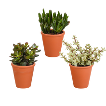 Kamerplant 3x Crassula mix - In terracotta pot - Pot Ø 8.5cm