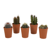 Kamerplant 5x Cactus mix - in terracotta pot - Pot Ø 5.5cm