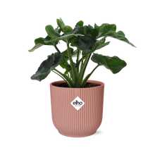 Kamerplant - Philodendron Atom - Pot Ø 14cm