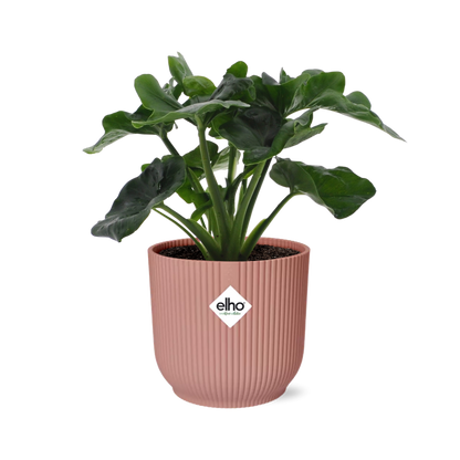 Kamerplant - Philodendron Atom - Pot Ø 14cm