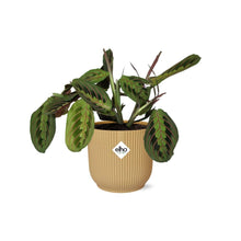 Kamerplant - Maranta Leuconeura 'Fascinator' Tricolor - Pot Ø 14cm