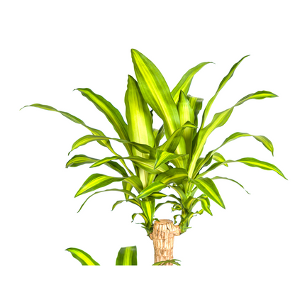 XL kamerplant - Dracaena Fragrans Massangeana - Pot Ø 24cm Hoogte ↕ 130-150cm