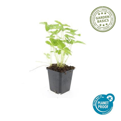 Buitenplant 60x Fragaria vesca - Bloeiend - Pot Ø 9cm Hoogte ↕ 10-25cm