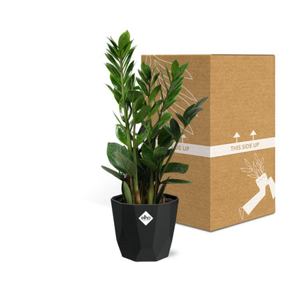 Kamerplant - Zamioculcas - Pot Ø 14cm Hoogte ↕ 45-50cm