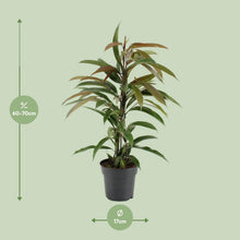 Kamerplant - Ficus Binnendijkii Amstel King - Pot Ø 17cm Hoogte ↕ 70cm