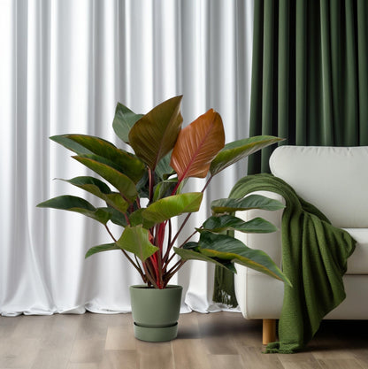 Kamerplant - Philodendron Red Beauty - Pot Ø 27cm Hoogte ↕ 100cm