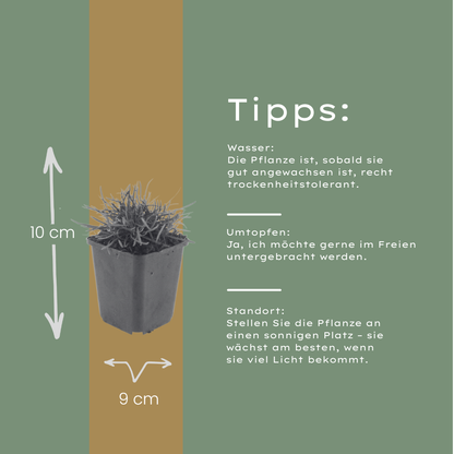 Buitenplant 48x Armeria m. 'Splendens' - Bloeiend - Pot Ø 9cm Hoogte ↕ 10-25cm