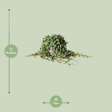 Kamerplant - Peperomia Prostrata - Pot Ø 11cm Hoogte ↕ 15cm