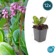 Buitenplant 12x Bergenia cordifolia 'Herbstblüte' - Bloeiend - Pot Ø 9cm Hoogte ↕ 10-25cm