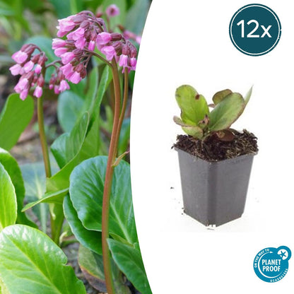 Buitenplant 12x Bergenia cordifolia 'Herbstblüte' - Bloeiend - Pot Ø 9cm Hoogte ↕ 10-25cm
