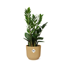 Kamerplant - Zamioculcas - Pot Ø 14cm Hoogte ↕ 45-50cm