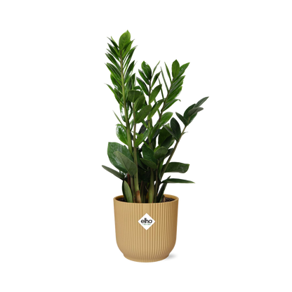 Kamerplant - Zamioculcas - Pot Ø 14cm Hoogte ↕ 45-50cm