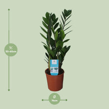 Kamerplant - Zamioculcas Zamiifolia - Pot Ø 14cm Hoogte ↕ 55cm