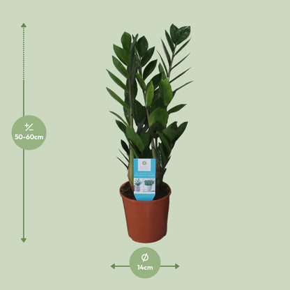 Kamerplant - Zamioculcas Zamiifolia - Pot Ø 14cm Hoogte ↕ 55cm