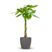 Kamerplant - Pachira Aquatica - Met grijze sierpot - Pot Ø 21cm Hoogte ↕ 80cm