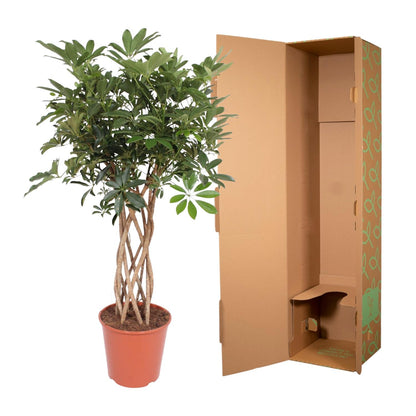 XL Kamerplant - Schefflera Arboricola Compacta Gevlochten Stam - Pot Ø 30cm Hoogte ↕ 130cm