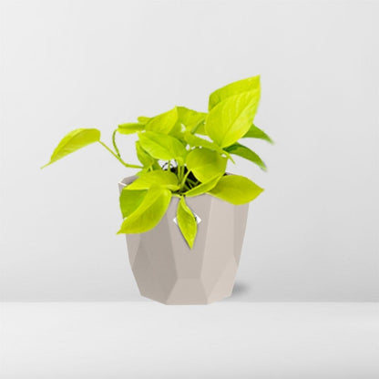 Kamerplant - Epipremnum Pinnatum 'Golden Pothos' - Pot Ø 14cm