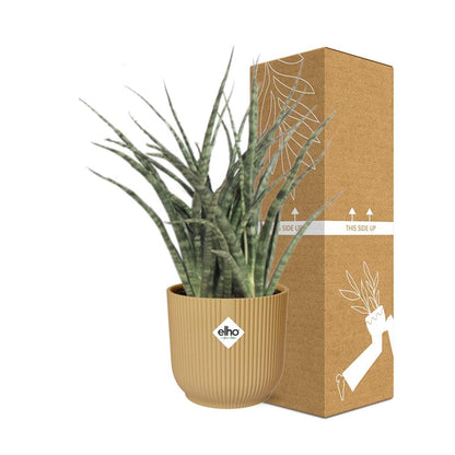 Kamerplant - Sansevieria Fernwood Punk - Pot Ø 14cm