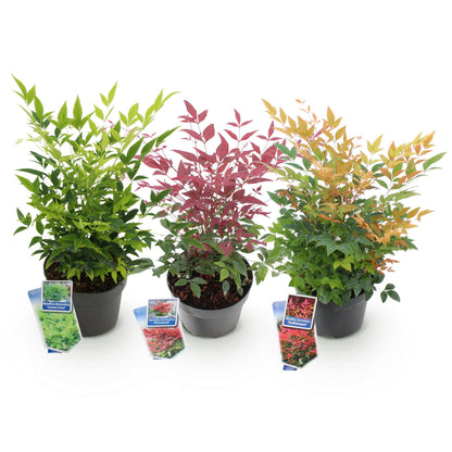 Buitenplant 3x Nandina Tricolour - Groenblijvend - Pot Ø 17cm Hoogte ↕ 45cm