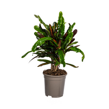 Kamerplant - Codiaeum 'Croton' Mamey - Pot Ø 17cm Hoogte ↕ 40-60cm