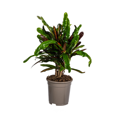 Kamerplant - Codiaeum 'Croton' Mamey - Pot Ø 17cm Hoogte ↕ 40-60cm