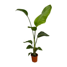 Kamerplant 2x Strelitzia Nicolai - Pot Ø 17cm Hoogte ↕ 100cm