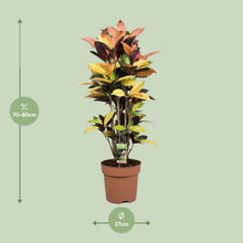 Kamerplant - Codiaeum Mrs Iceton - Pot Ø 27cm Hoogte ↕ 80cm