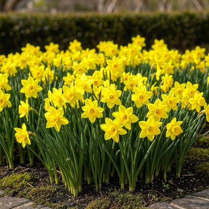Buitenplant 25x Narcis Tete-A-Tete - Bloeiend - Bolmaat 10/11