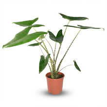 Kamerplant - Alocasia Zebrina - Pot Ø 21cm Hoogte ↕ 70-75cm