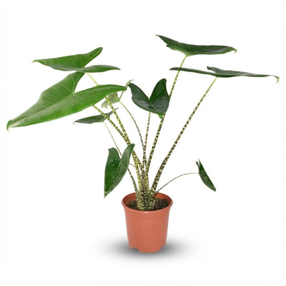 Kamerplant - Alocasia Zebrina - Pot Ø 21cm Hoogte ↕ 70-75cm