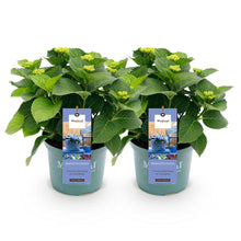 Buitenplant 2x Hydrangea Magical Revolution Blue - Bloeiend - Pot Ø 23cm Hoogte ↕ 55cm