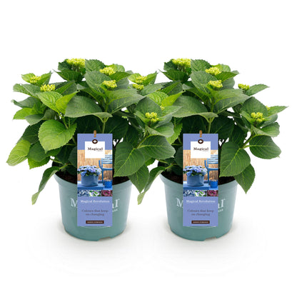 Buitenplant 2x Hydrangea Magical Revolution Blue - Bloeiend - Pot Ø 23cm Hoogte ↕ 55cm