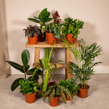 Buitenplant 12x Buitenbeentjesbox - Pot Ø 12cm