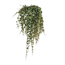 Kamerplant - Peperomia Prostrata - Pot Ø 11cm Hoogte ↕ 20cm