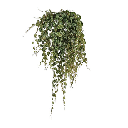 Kamerplant - Peperomia Prostrata - Pot Ø 11cm Hoogte ↕ 20cm
