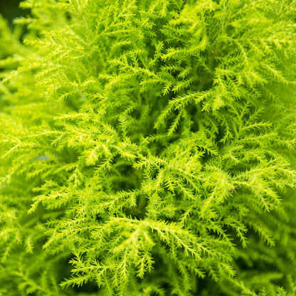 Kamerplant - Cupressus Gold Crest Wilma - Pot Ø 21cm Hoogte ↕ 85-95cm