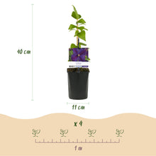 Buitenplant 2x Clematis Star of India - Klimplant - Bloeiend - Pot Ø 11cm Hoogte ↕ 40cm