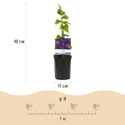 Buitenplant 2x Clematis Star of India - Klimplant - Bloeiend - Pot Ø 11cm Hoogte ↕ 40cm