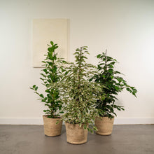 Kamerplant set - 3x Ficus (Danielle, Twilight, Moclame) - Met mand - Pot Ø 21cm Hoogte ↕ 95cm