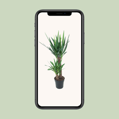 Kamerplant - Yucca Elephantipes - Pot Ø 21cm Hoogte ↕ 100cm