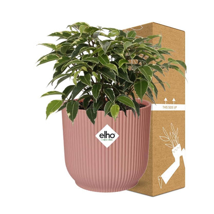 Kamerplant - Ficus Benjamina Kinky - Pot Ø 14cm