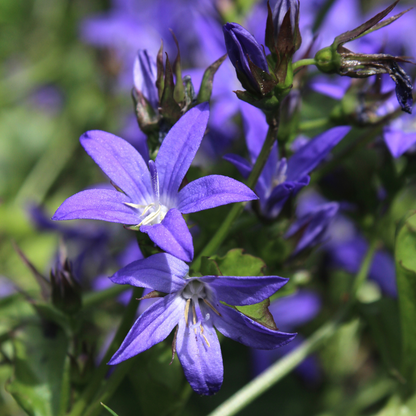 Buitenplant 24x Campanula poscharskyana - Bloeiend - Pot Ø 9cm Hoogte ↕ 10-25cm